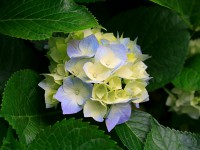 /album/zorjana-com-ua/hydrangeas-jpg/